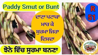 Paddy Smut or Bunt (ਝੋਨੇ ਦਰ ਦਾਣਿਆਂ ਚ ਸੁਰਮਾ ਜਿਹਾ ਬਨਣ ਦੀ ਬਿਮਾਰੀ) Shergill Markhai