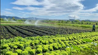 Aqui AGUA a horta 2 vezes por dia. Alface crespa, lisa, americana e mudas de cebolinha de qualidade