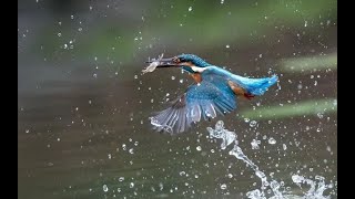 捕鱼高手 - 翠鸟，翠鸟捕鱼，Kingfisher, the fishing bird，Death from the sky. Life in Silicon Valley CA, 加州旧金山硅谷生活