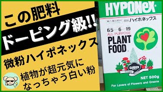 【ドーピング級の肥料】微粉ハイポネックス。植物を元気にしちゃう白い粉！