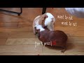 モルモットは友達に踏まれると怒りますguinea pigs get angry when their friends step on them.