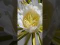 Hand pollination is done to dragon fruit flower grown in our garden 😁