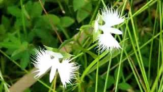 鷺草（Habenaria radiata）　　Video 02