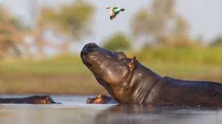 Why Mammals Aren't as Colorful as Other Animals