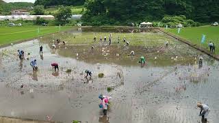 田んぼアートin浮島地区