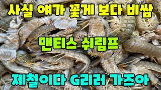 [해루질] 공격력 만랩 맨티스 쉬림프 천상의 맛 갯가재 새우는 쨉도 안되는 맛