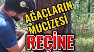 Ağaçların mucizesi reçine. Her alanda kullanılır. #reçine #ağaçlar #doğanınmucizesi