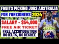 Australia Fruits Picking Jobs With Visa Sponsorship 2024: No IELTS, No Experience, How To Apply AUVI