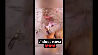 Обезьяна кормит своё дитя❤️ милое видео❤️ #shorts#видео#приколы#video#животные#обезьяна#мама#ребенок