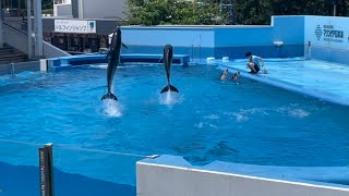 2021年7月20日 今日のマリンピア日本海 新潟市水族館 海を流れるもの