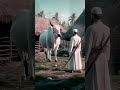 एक कड़वा सत्य cow motivation moralstories facts viralshort cartoon prayagr animalcharacters