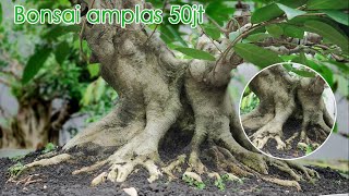 BONSAI AMPLAS 50 JT || SEPERTI INI KEADAANNYA SETELAH DI NOL KAN