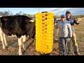 This Steer’s Reaction To a GIANT Hair Brush Is Priceless!!