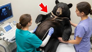 This Bear First Time Became a Mother, But the Vet was Shocked as She Gave Birth to Over 4 Cubs!