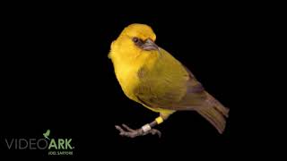 A male endangered (IUCN) and federally endangered ‘Akiapola’au (Hemignathus wilsoni) in Hawaii.