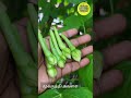 மூக்குத்தி மாதிரி அவரைக்காய் clove beans 🫘 in terrace garden சமைப்போம் ருசிப்போம்