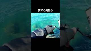 【高知】冬の海でこんな魚が釣れました　#釣り #shorts #フカセ釣り