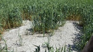 Экспериментальные поля с посевами озимых культур. Технология No-Till. КФХ "Потапов".