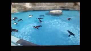 ペンギンin日本平動物園