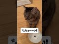 【ごはんが『なぁ〜い！』としゃべる猫！可愛すぎるおねだり猫ピノくん⑤！！】 shorts 猫 保護猫 cat