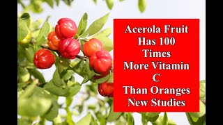 Acerola Fruit Has 100 Times More Vitamin C Than Oranges - New Studies