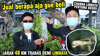 HUNTING CHANNA LIMBATA MANGAP-MANGAP! RELAH COD JAUH BANGET DEMI CHANNA INI...