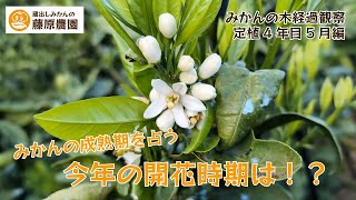 【植付4年目5月】みかんの花が咲いたらやる作業とは！？みかんの花が満開の時期を迎えました♪