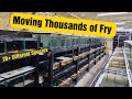 Moving Thousands of Fry to the Next Stage of Growout