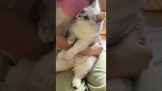 胖宝宝胖宝宝 #银渐层 #我和我的猫 #这我的小猫快看啊