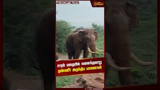 சாரல் மழையில் நனைந்தவாறு தண்ணீர் அருந்திய யானைகள் | Elephant | Water Drink | Coimbatore