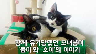 [22똥괭이네 스토리] 함께 유기당했던 모녀냥이 '봄이'와 '소이'의 이야기