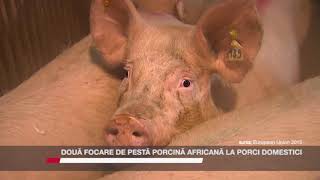 DOUĂ FOCARE DE PESTĂ PORCINĂ AFRICANĂ LA PORCI DOMESTICI