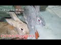 మా ఇంట్లో అనుకోకుండా కుందేలు పిల్లలు ఐదు rabbit delivery first time my home