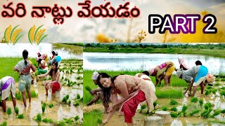 వరి నాట్లు//ఆకు తీత//పల్లె అందాలు/వరి సాగులోpart -2/వరి పండించే విధానం