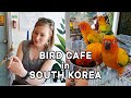 Bird Cafe in Pyeongtaek | South Korea