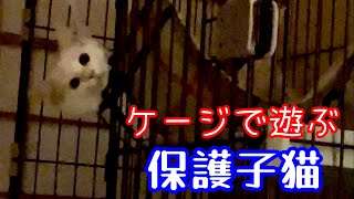 【野良子猫保護】夜遅くなっての子猫のケージの使い方が可愛すぎる