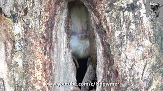 How Mummy HORNBILL deposited her POO outside sealed nest