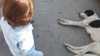 Hav Hav Video Klip Mp4 Mp3