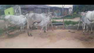 Hallikar is a breed of cattle native to the state of Karnataka, India