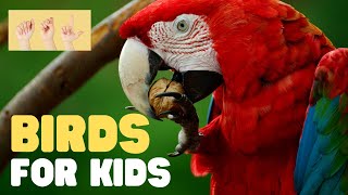 ASL Birds for Kids