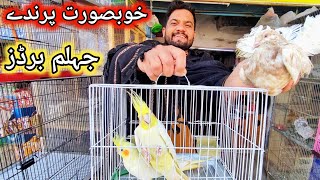 Jhelum Birds | Safeer Bhai Vlog