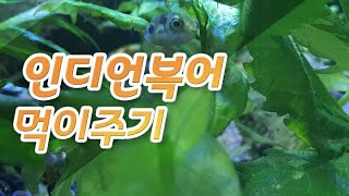 인디언복어 짱구벌레 먹이주기, 태국생활 물고기 키우기