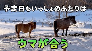 【北海道和種】【ミニチュアホース】このふたりはやっぱりウマが合う