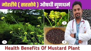 मोहरीचे ( सरसोचे ) औषधी गुणधर्म  | Health Benefits Of Mustard Plant