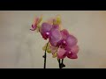 서양란 호접란 꽃대가 나왔어요 orchids new spikes