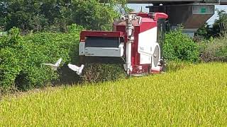 割稻機 rice cutter 收割稻米(1)