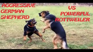 AGGRESSIVE GERMAN SHEPHERD VS POWERFUL ROTTWEILER