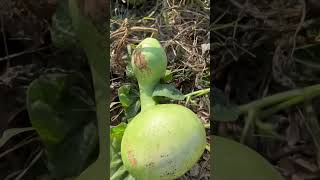 করলা সংগ্রহের জন্য সহায়ক টিপস! 👩‍🌾 #গৌড় #গৌড়দার্ট #বটলগোড়া #ফর্পণের সময়