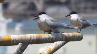 アジサシ：鯵刺：Sterna hirundo－芦屋市－2016 05 20