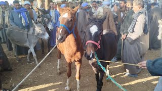 اسعار الخيل في سوق الحتاحته